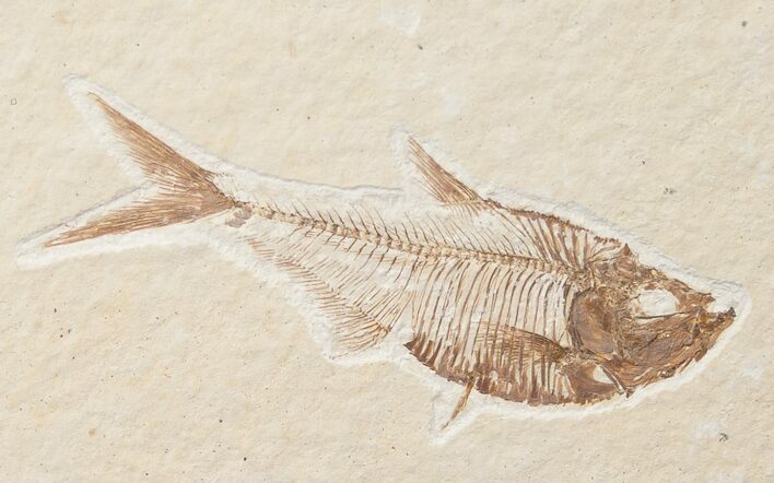 Small Diplomystus Fish Fossil - Wyoming #15943